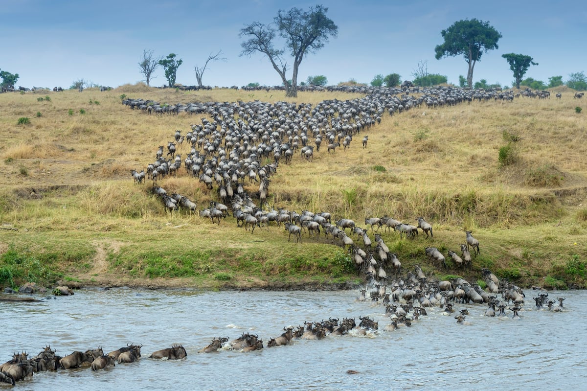 Wildebeest herd crossing the Mara River during the Great Migration in Serengeti National Park, Tanzania