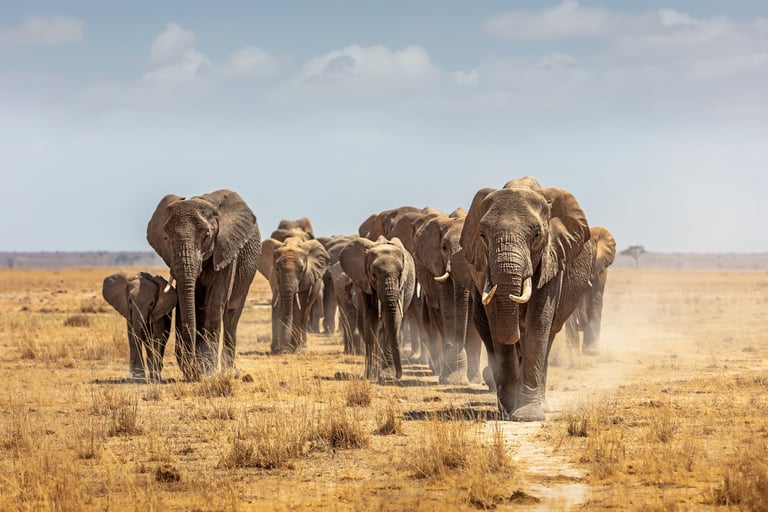 Large herd of African elephants walking forward through the golden plains of Amboseli National Park