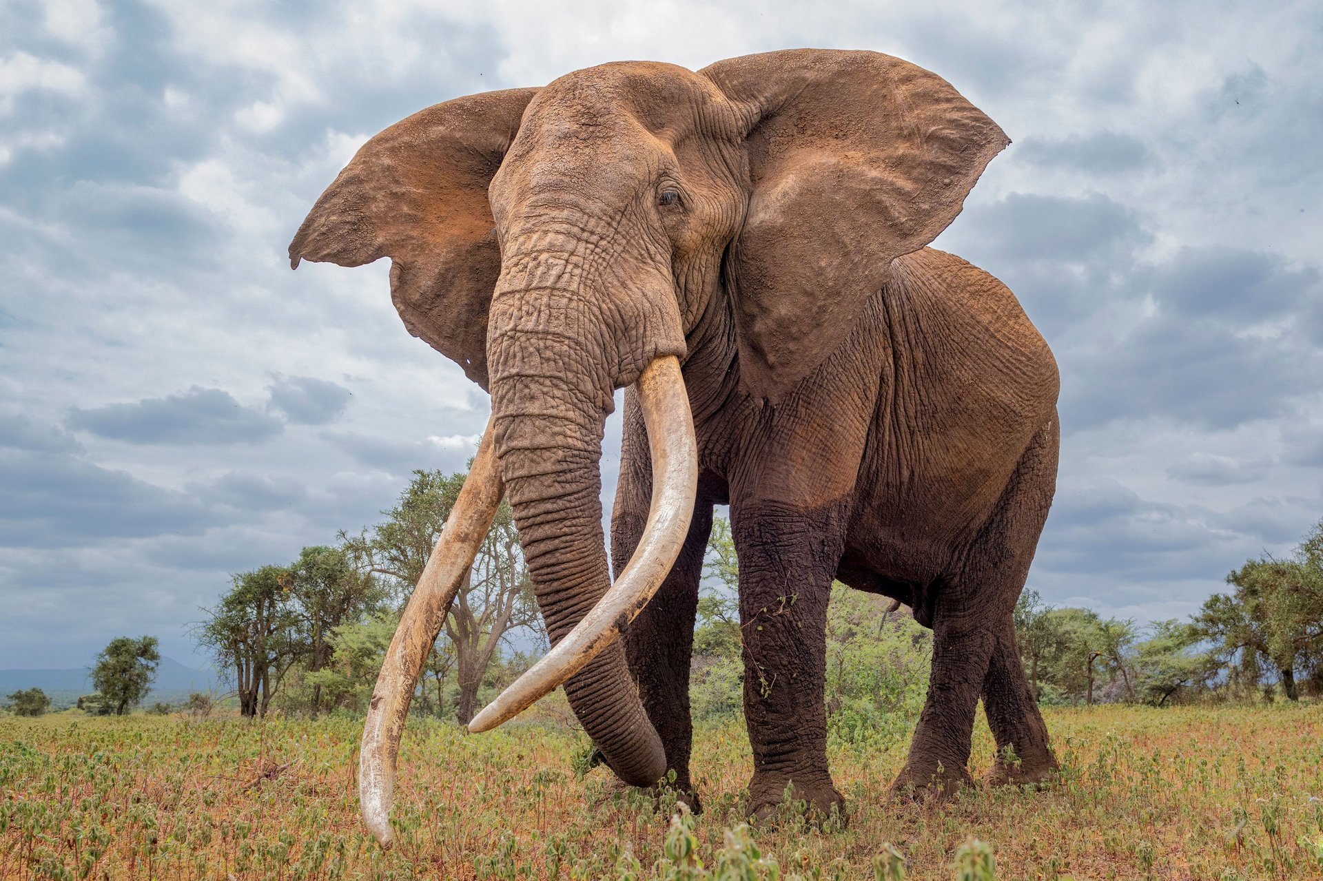 A large African elephant with tusks standing against a clouded sky in a wild savanna