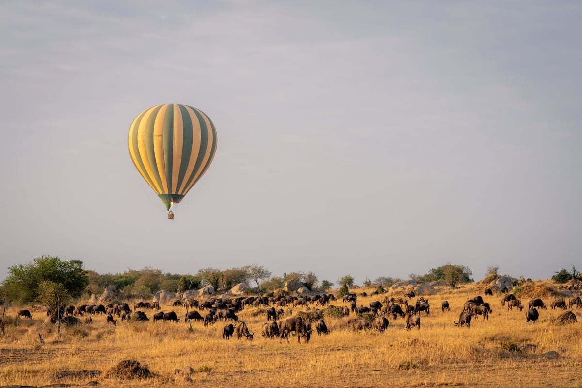 Hot air balloon flying over a grazing blue wildebeest herd on the Serengeti plains at sunrise