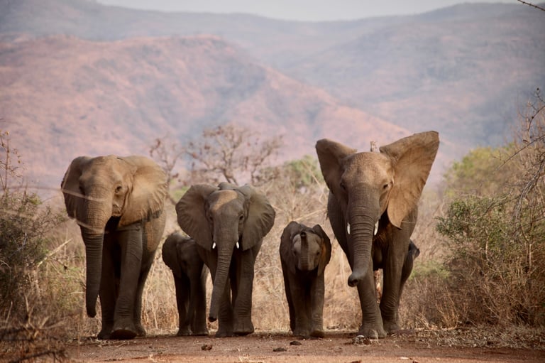 An elephant family walking together in a wild national park