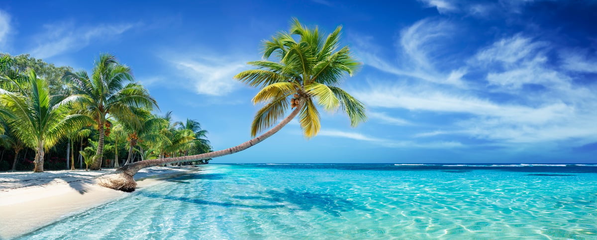Coconut palm bent over the sea