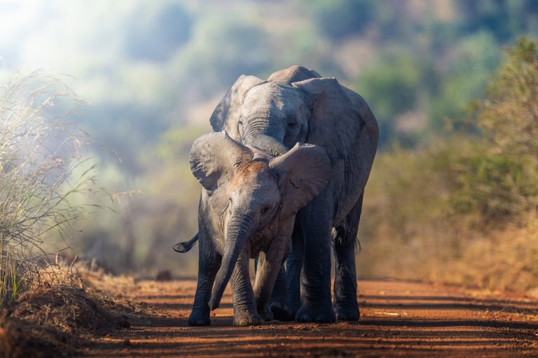 Two young elephants playfully pushing each other in golden grass during an African safari