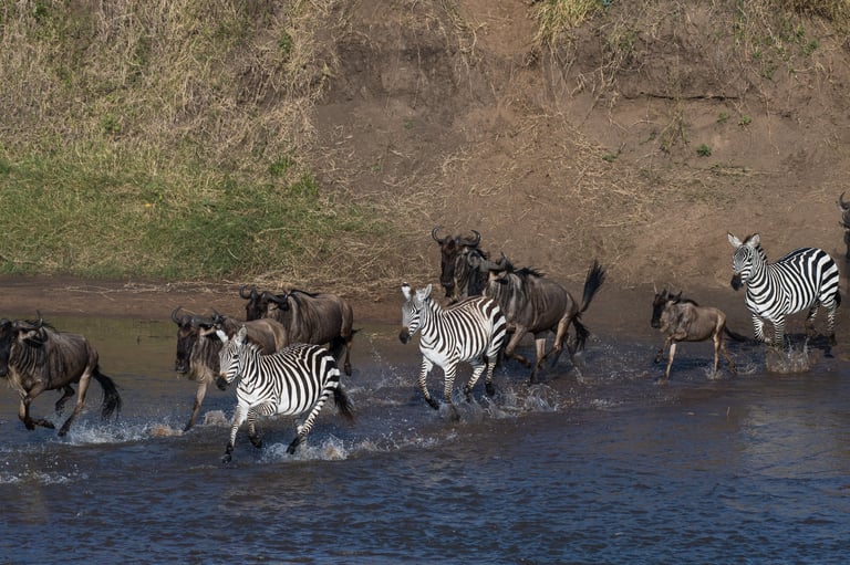 Wildebeest and zebra crossing the Mara River during the Great Migration between Tanzania and Kenya