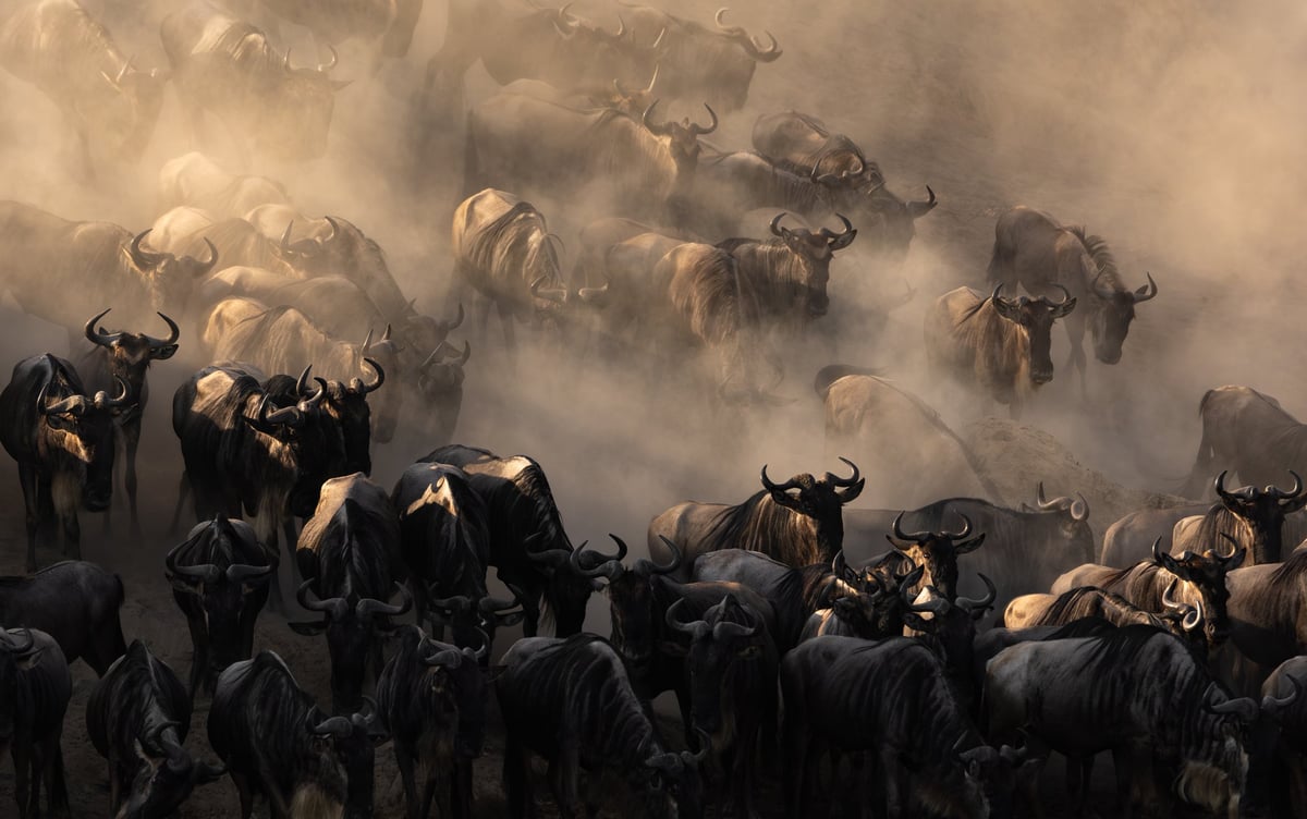 The Great Migration of wildebeest crossing the Serengeti plains