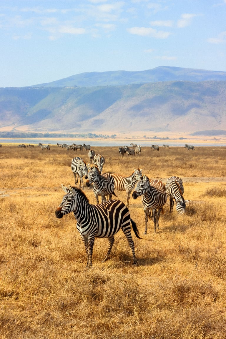 Herd of zebras gathered in golden morning light in the Ngorongoro Crater