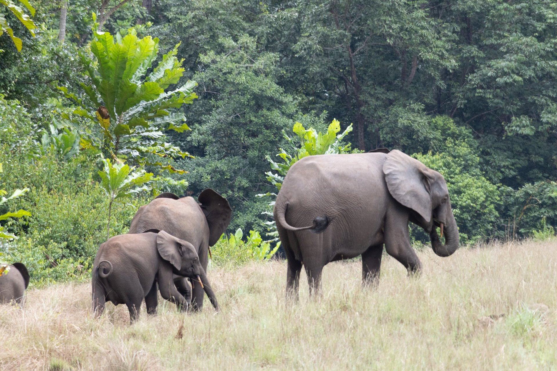 An African elephant family walking together in their natural habitat in Gabon, showcasing peaceful wildlife moments