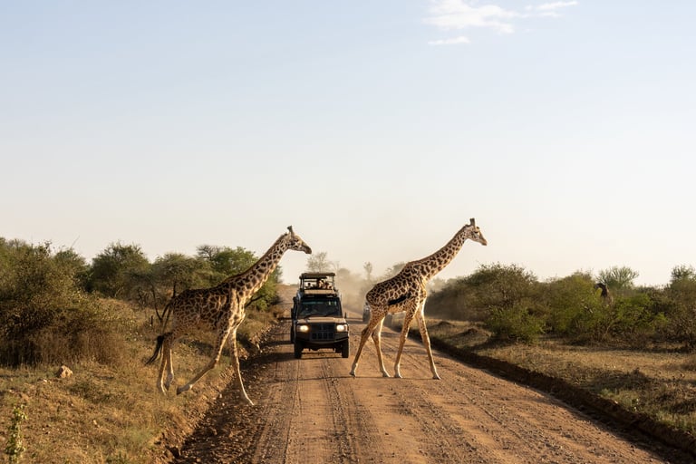 Masai giraffe walking across a dirt road in front of a safari vehicle on the Serengeti plains of Tanzania