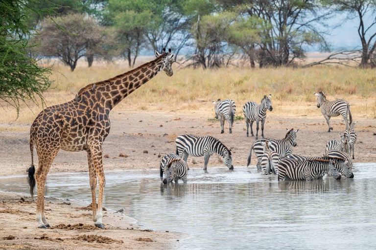A giraffe watching zebras drinking at a watering hole in a Tanzanian national park