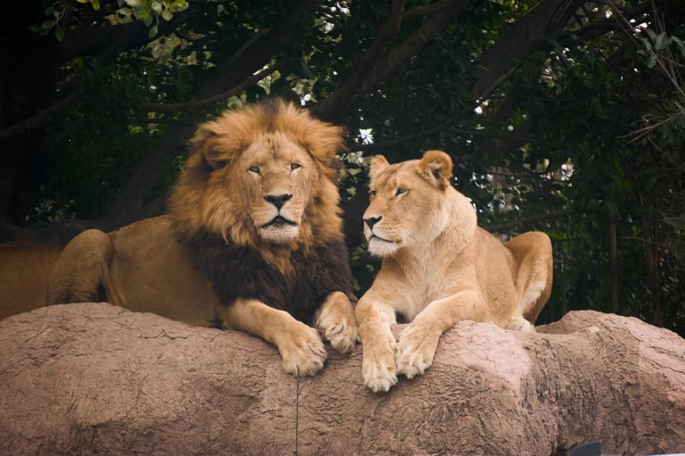 Male and female lions resting together on a rocky ledge on safari