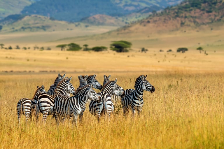 A group of zebra grazing peacefully on dry grass fields in their natural Tanzanian habitat