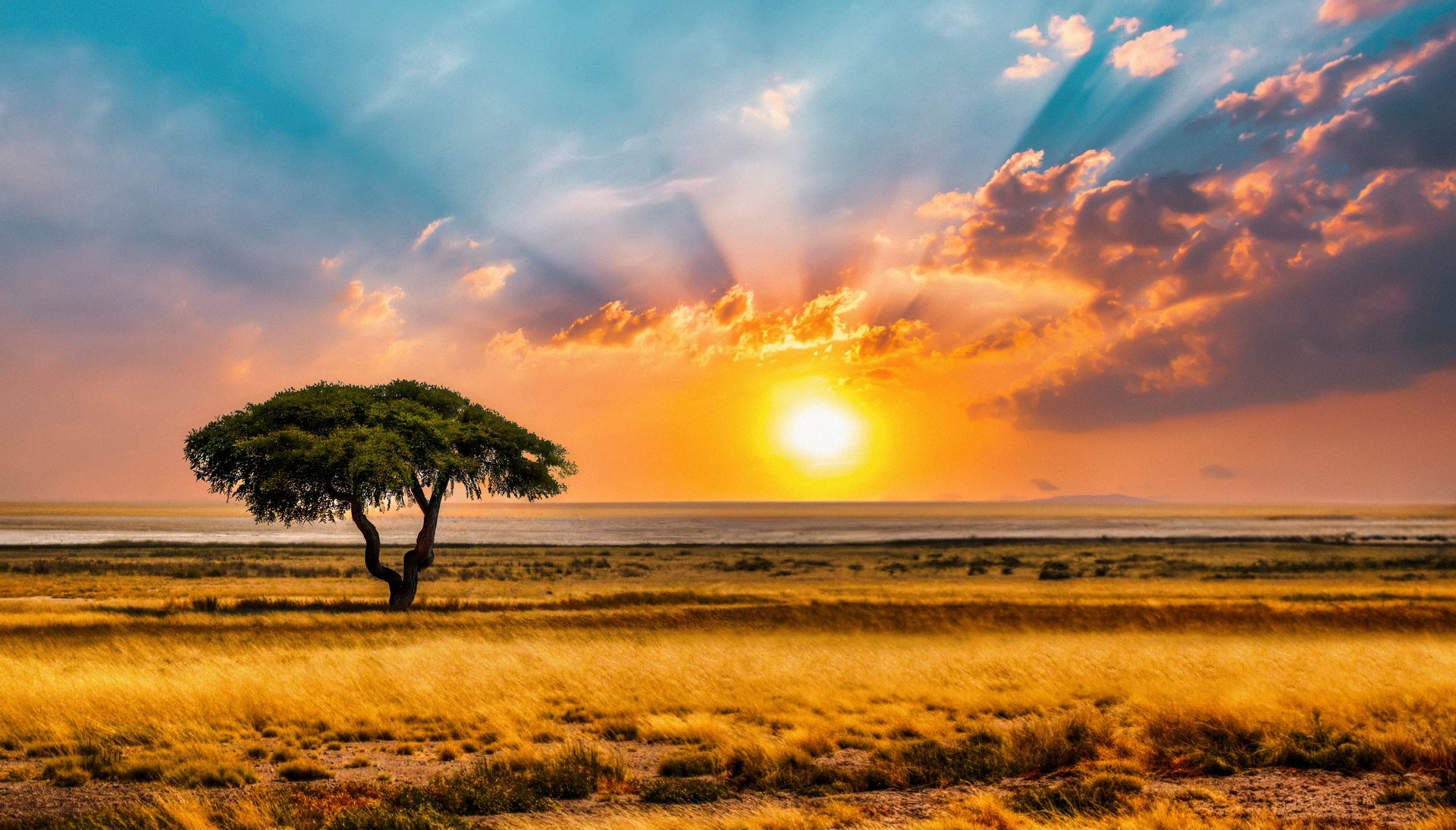Dramatic and serene African landscape at sunset with an iconic acacia tree silhouetted against a vibrant sky