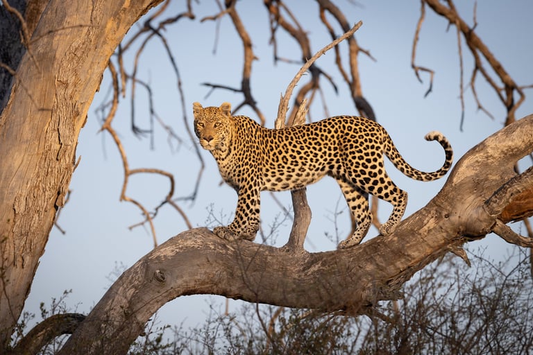 African leopard draped over a large tree branch surveying the ground in the African bush