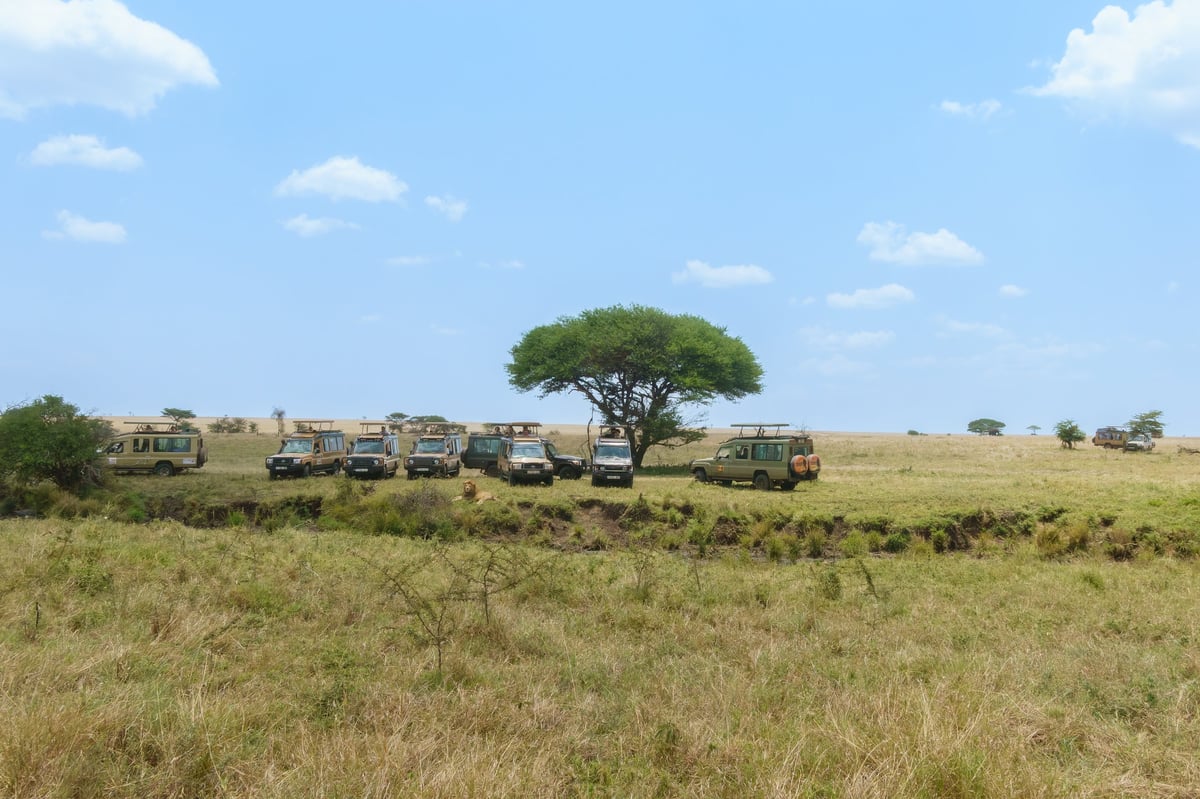 Safari-goers photographing a male lion in the Serengeti