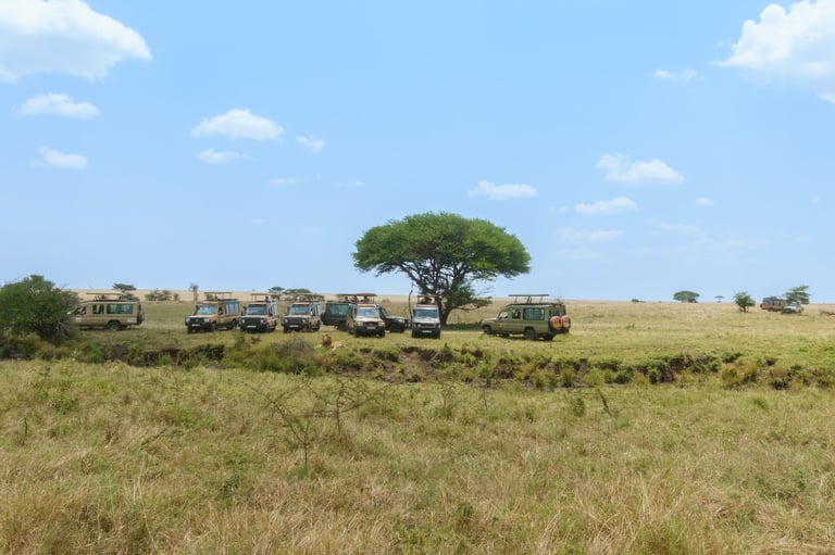Safari vehicles lined up along a bank watching a male lion in the Serengeti