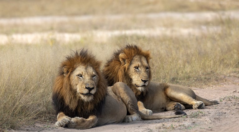 Two male lions resting in an open grassy area of the African savanna