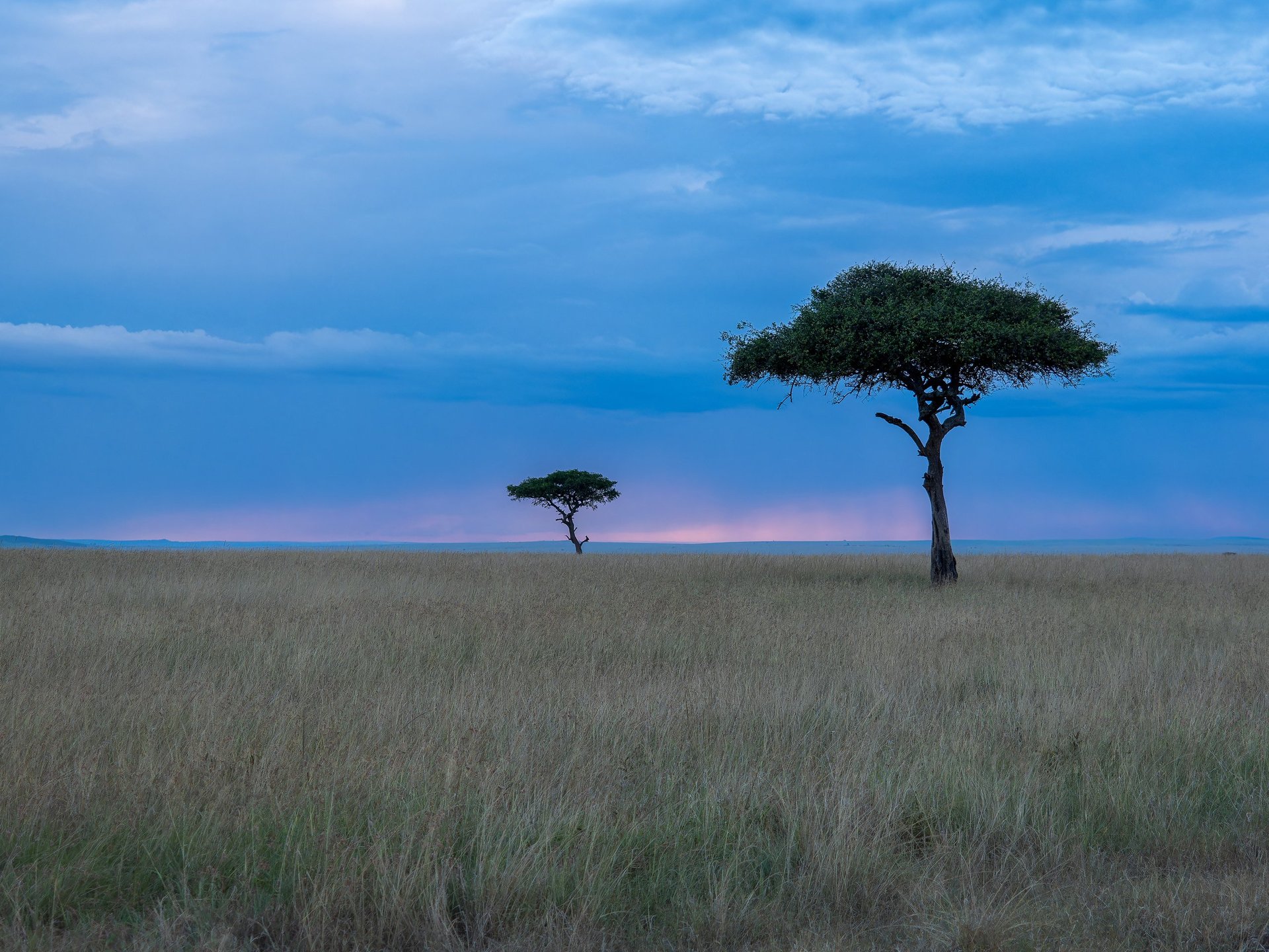 Two acacia trees silhouetted against a golden sunset on the Masai Mara savanna