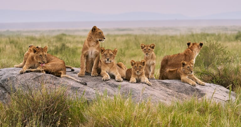 A pride of lions and cubs gathered across a granite kopje outcrop in Serengeti National Park, Tanzania